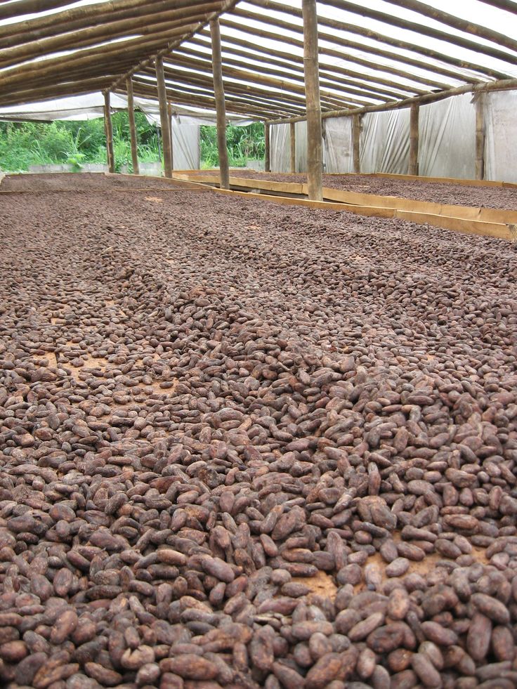 DRYING OF COCAO BEAN